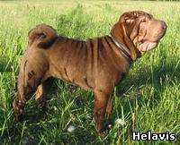 http://sharpei.ucoz.ru/_bl/0/07813.jpg